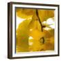 Yellow Reflection on an Autumn Morning-Philippe Sainte-Laudy-Framed Photographic Print