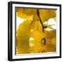 Yellow Reflection on an Autumn Morning-Philippe Sainte-Laudy-Framed Photographic Print