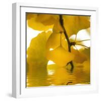 Yellow Reflection on an Autumn Morning-Philippe Sainte-Laudy-Framed Photographic Print