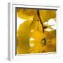 Yellow Reflection on an Autumn Morning-Philippe Sainte-Laudy-Framed Photographic Print