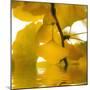 Yellow Reflection on an Autumn Morning-Philippe Sainte-Laudy-Mounted Photographic Print