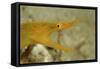 Yellow Ribbon Eel (Rhinomuraena Quaesita) Rhinomuraena Quaesita-Reinhard Dirscherl-Framed Stretched Canvas