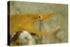 Yellow Ribbon Eel (Rhinomuraena Quaesita) Rhinomuraena Quaesita-Reinhard Dirscherl-Stretched Canvas