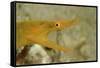 Yellow Ribbon Eel (Rhinomuraena Quaesita) Rhinomuraena Quaesita-Reinhard Dirscherl-Framed Stretched Canvas