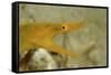 Yellow Ribbon Eel (Rhinomuraena Quaesita) Rhinomuraena Quaesita-Reinhard Dirscherl-Framed Stretched Canvas