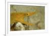 Yellow Ribbon Eel (Rhinomuraena Quaesita) Rhinomuraena Quaesita-Reinhard Dirscherl-Framed Photographic Print