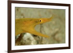 Yellow Ribbon Eel (Rhinomuraena Quaesita) Rhinomuraena Quaesita-Reinhard Dirscherl-Framed Photographic Print