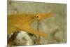 Yellow Ribbon Eel (Rhinomuraena Quaesita) Rhinomuraena Quaesita-Reinhard Dirscherl-Mounted Photographic Print