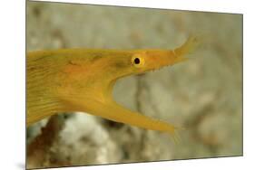 Yellow Ribbon Eel (Rhinomuraena Quaesita) Rhinomuraena Quaesita-Reinhard Dirscherl-Mounted Photographic Print