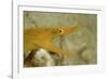 Yellow Ribbon Eel (Rhinomuraena Quaesita) Rhinomuraena Quaesita-Reinhard Dirscherl-Framed Photographic Print