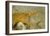 Yellow Ribbon Eel (Rhinomuraena Quaesita) Rhinomuraena Quaesita-Reinhard Dirscherl-Framed Photographic Print