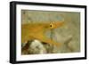 Yellow Ribbon Eel (Rhinomuraena Quaesita) Rhinomuraena Quaesita-Reinhard Dirscherl-Framed Photographic Print