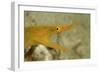 Yellow Ribbon Eel (Rhinomuraena Quaesita) Rhinomuraena Quaesita-Reinhard Dirscherl-Framed Photographic Print