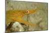 Yellow Ribbon Eel (Rhinomuraena Quaesita) Rhinomuraena Quaesita-Reinhard Dirscherl-Mounted Photographic Print