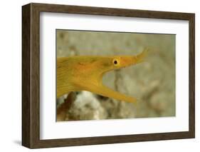 Yellow Ribbon Eel (Rhinomuraena Quaesita) Rhinomuraena Quaesita-Reinhard Dirscherl-Framed Photographic Print