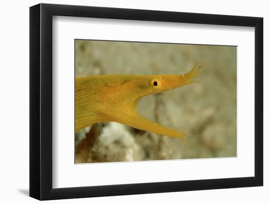 Yellow Ribbon Eel (Rhinomuraena Quaesita) Rhinomuraena Quaesita-Reinhard Dirscherl-Framed Photographic Print