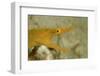 Yellow Ribbon Eel (Rhinomuraena Quaesita) Rhinomuraena Quaesita-Reinhard Dirscherl-Framed Photographic Print