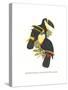 Yellow Ridged Toucan-John Gould-Stretched Canvas