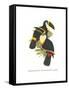 Yellow Ridged Toucan-John Gould-Framed Stretched Canvas