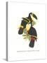 Yellow Ridged Toucan-John Gould-Stretched Canvas