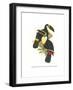 Yellow Ridged Toucan-John Gould-Framed Art Print