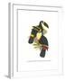 Yellow Ridged Toucan-John Gould-Framed Art Print