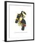 Yellow Ridged Toucan-John Gould-Framed Art Print