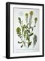 Yellow Rocket, 1893-null-Framed Giclee Print