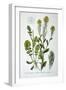 Yellow Rocket, 1893-null-Framed Giclee Print