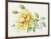 Yellow Rose 10-Janneke Brinkman-Salentijn-Framed Giclee Print