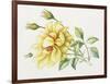 Yellow Rose 10-Janneke Brinkman-Salentijn-Framed Giclee Print