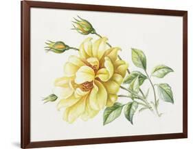 Yellow Rose 10-Janneke Brinkman-Salentijn-Framed Giclee Print