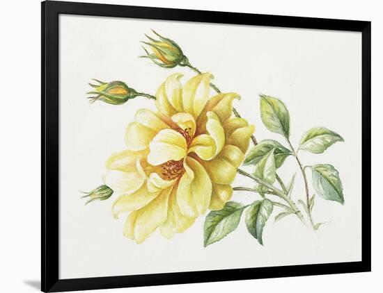 Yellow Rose 10-Janneke Brinkman-Salentijn-Framed Giclee Print