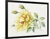 Yellow Rose 10-Janneke Brinkman-Salentijn-Framed Giclee Print