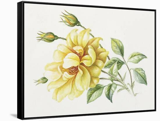 Yellow Rose 10-Janneke Brinkman-Salentijn-Framed Stretched Canvas