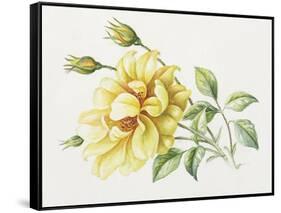 Yellow Rose 10-Janneke Brinkman-Salentijn-Framed Stretched Canvas