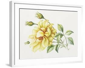 Yellow Rose 10-Janneke Brinkman-Salentijn-Framed Giclee Print