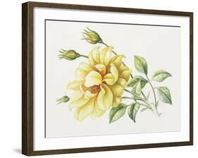 Yellow Rose 10-Janneke Brinkman-Salentijn-Framed Giclee Print