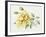 Yellow Rose 10-Janneke Brinkman-Salentijn-Framed Giclee Print