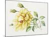 Yellow Rose 10-Janneke Brinkman-Salentijn-Mounted Giclee Print