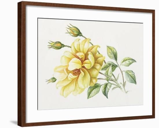 Yellow Rose 10-Janneke Brinkman-Salentijn-Framed Giclee Print