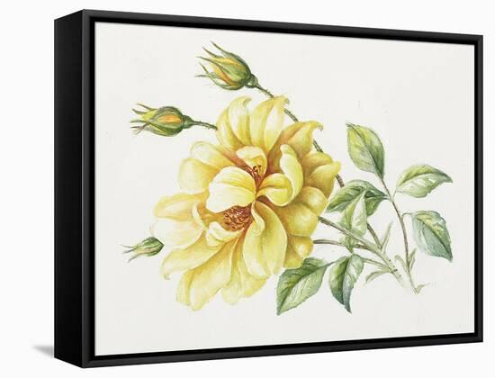 Yellow Rose 10-Janneke Brinkman-Salentijn-Framed Stretched Canvas