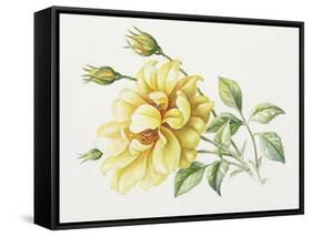 Yellow Rose 10-Janneke Brinkman-Salentijn-Framed Stretched Canvas
