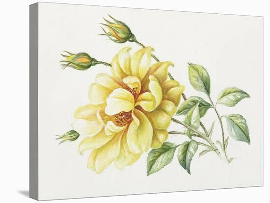 Yellow Rose 10-Janneke Brinkman-Salentijn-Stretched Canvas