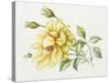 Yellow Rose 10-Janneke Brinkman-Salentijn-Stretched Canvas