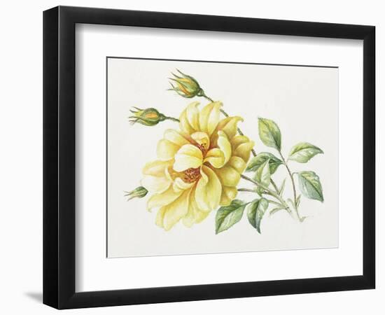 Yellow Rose 10-Janneke Brinkman-Salentijn-Framed Giclee Print