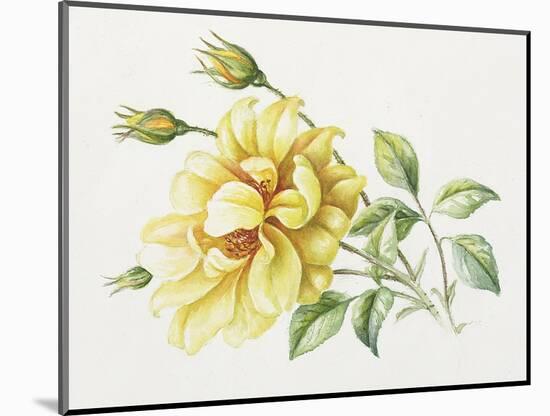 Yellow Rose 10-Janneke Brinkman-Salentijn-Mounted Giclee Print