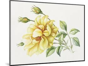 Yellow Rose 10-Janneke Brinkman-Salentijn-Mounted Giclee Print