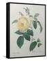 Yellow Rose of the Indies-Pierre-Joseph Redoute-Framed Stretched Canvas