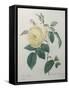 Yellow Rose of the Indies-Pierre-Joseph Redoute-Framed Stretched Canvas